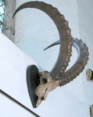 Ibex horn
