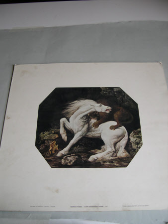 Horse attacked by a Lion