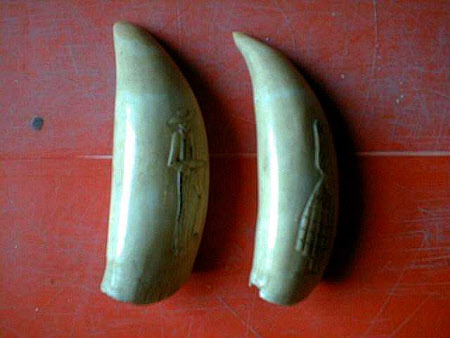 Teeth