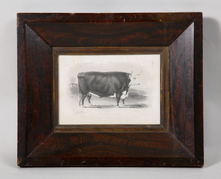 A Hereford Steer (after William Henry Davis)