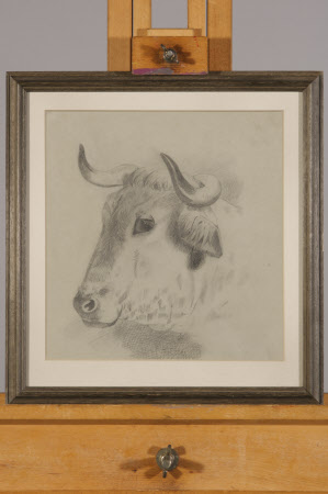 Cow's Head
