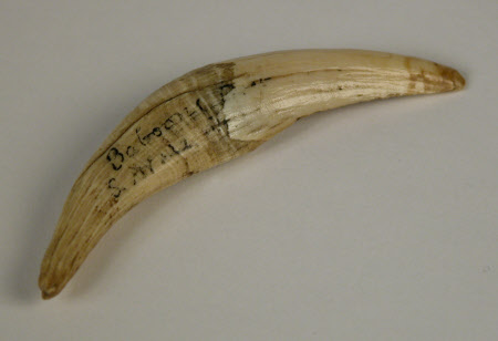 Baboon's tooth