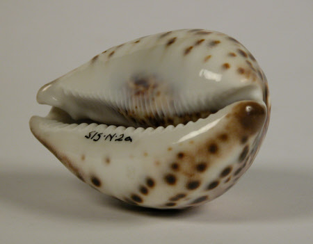 Cowrie shell