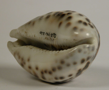 Cowrie shell