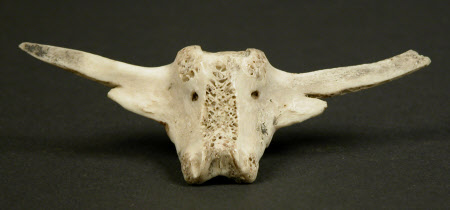 Bone fragment