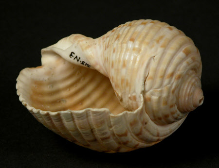 Shell