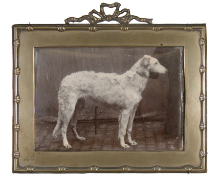 Irish Wolf Hound