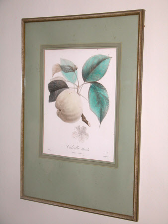 A variety of plum called Figue blanche ronde