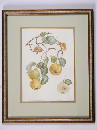 Cydonia oblonga Quince