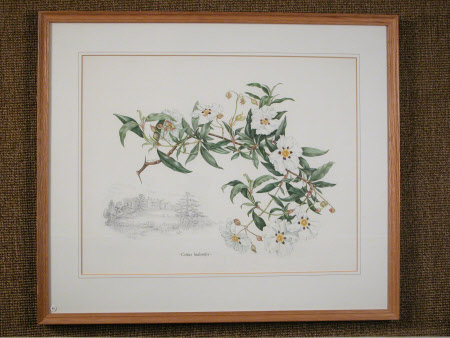 Cistus ladanifer (incorporating sketch of Dudmaston, Shropshire)
