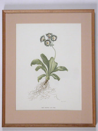 Grey Mantle