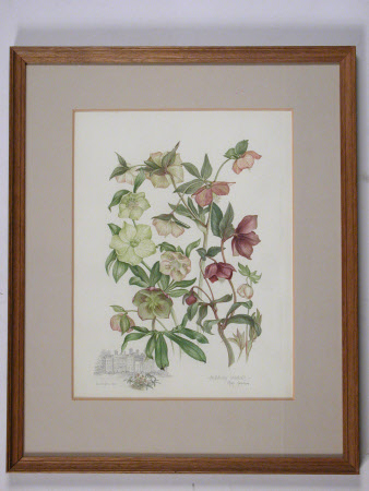Helleborus orientalis with sketch of south facade of Dudmastan Hall, Shropshire 