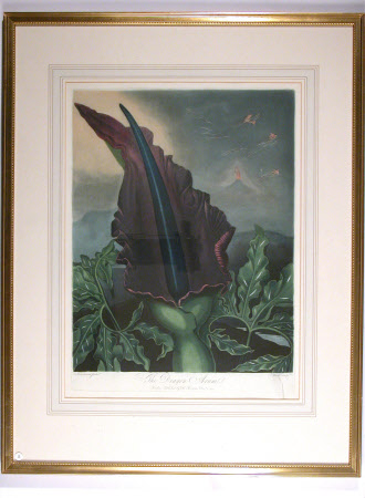 Dracunculus vulgaris, Dragon Arum (after Peter Henderson)