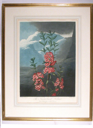 Kalmia angustifolia (after Philip Reinagle RA)