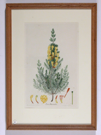 Erica Petriveriana