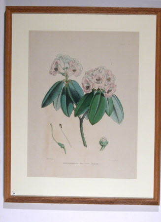 Rhododendron wallichii