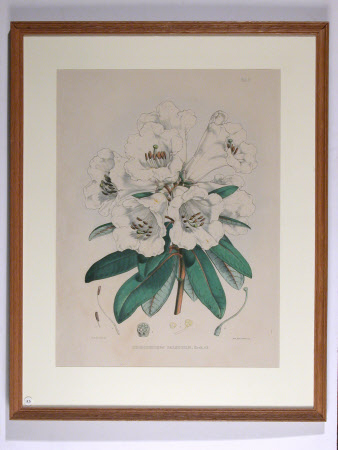 Rhododendron dalhousiae