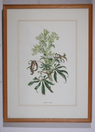 Helleborus foetidus