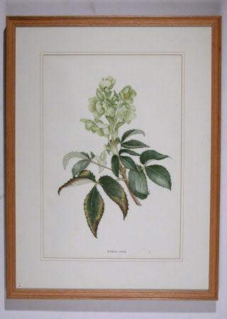 Helleborus corsicus