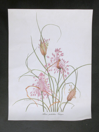 Allium pulchellum - Tubergen
