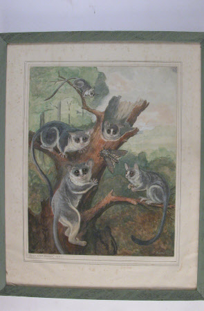 Bush Baby Family