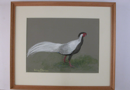 Silver Pheasant