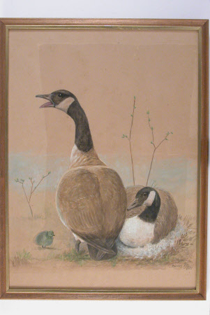 Family of Geese