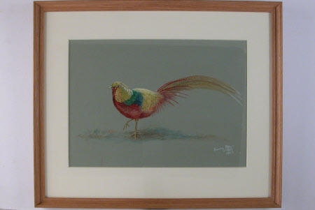 Golden Pheasant