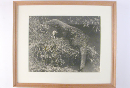 An Otter Eating