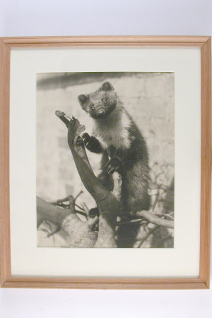 Polecat on a Branch