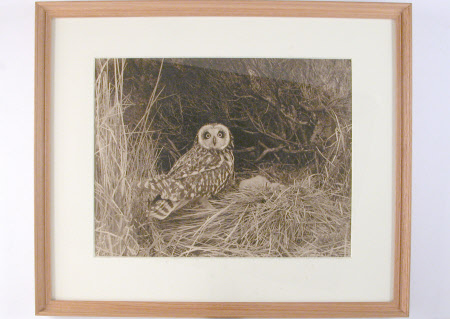 An Owl