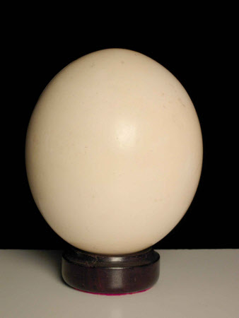 Ostrich egg