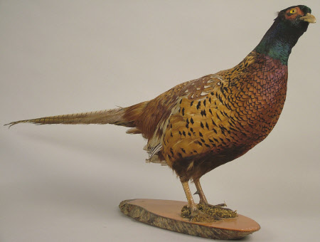 Pheasant
