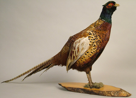 Pheasant