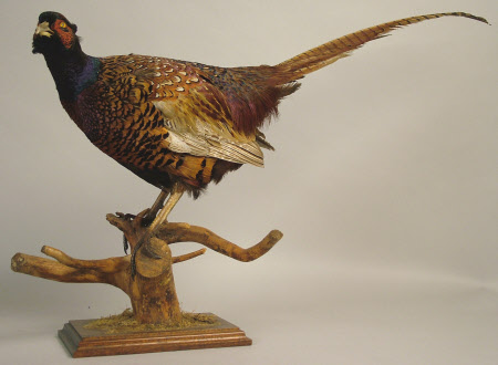 Pheasant