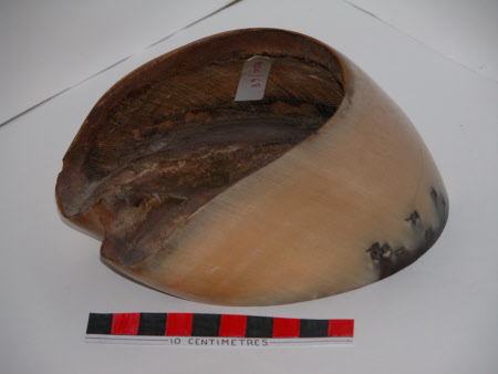 Hoof