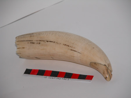 Tooth
