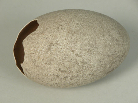 Ostrich egg