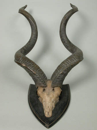 Kudu horn