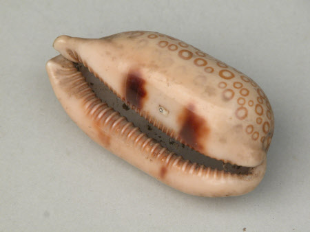 Shell