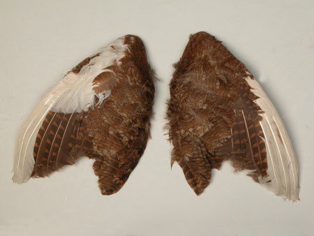 Wing