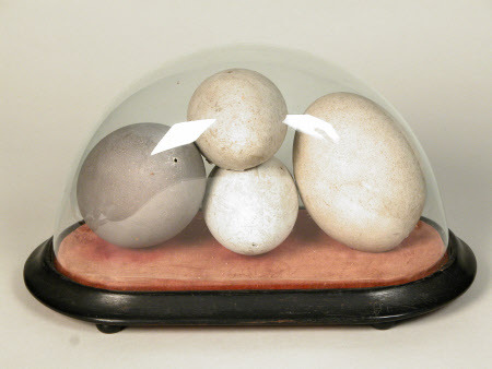 Ostrich egg