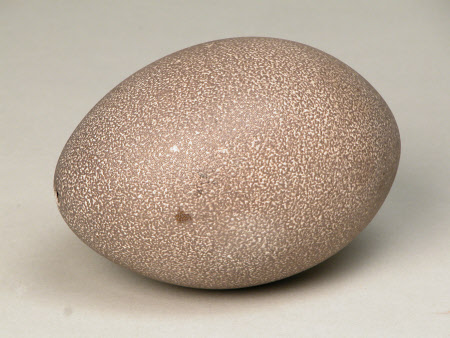 Ostrich egg