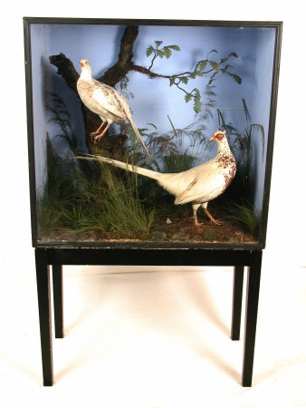 Pheasant