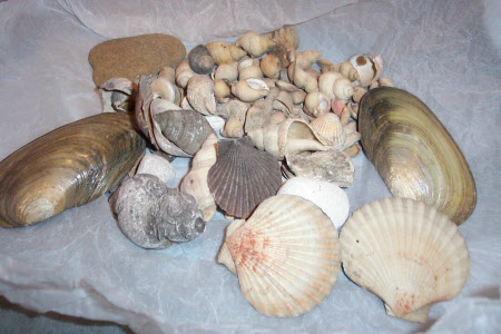Shell