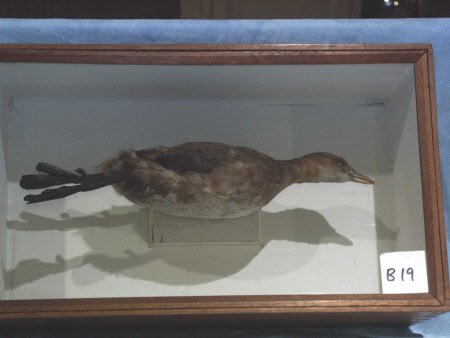 Dabchick