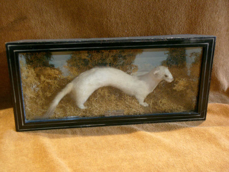 Ermine