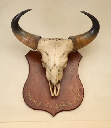 Wildebeest skull