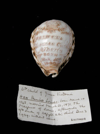 Seashell