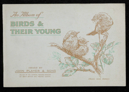 An Album of Birds and Their Young